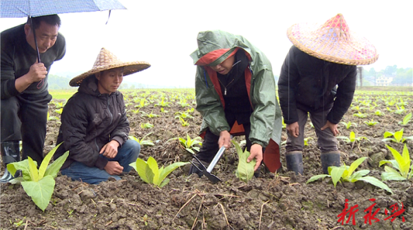 广大烟农在烟叶技术人员的指导下,忙着给烟株培土,追补提苗肥